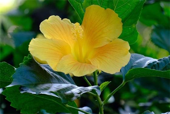 给宝贝的生日祝福语6岁 【给宝贝的生日祝福语6岁简短】