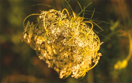 带365天的祝福语 【365天的祝福词】