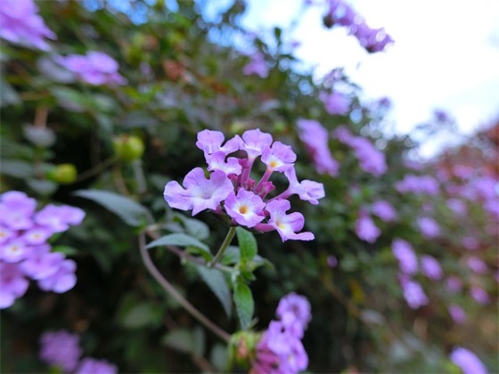 给朋友父亲的生日祝福 - 115句