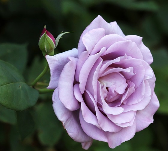 高端大气上档次的生日祝福语 【高端大气上档次的生日祝福语男士】