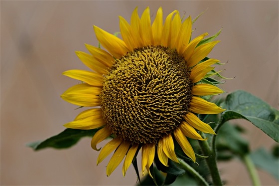 4字生日祝福 - 99句