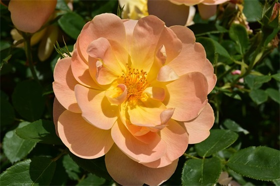 结婚见面祝福语 【新婚见面礼红包贺词】