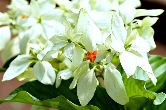 英文安全标语160句