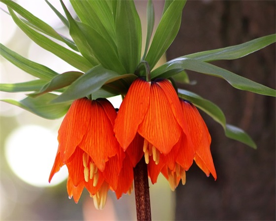 2026植树节环保标语