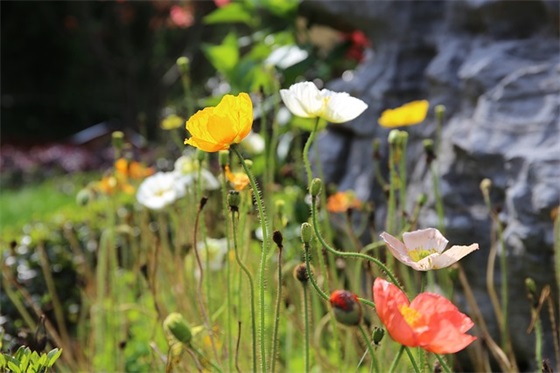 2026中考百日誓师励志誓言口号 2026亚运会标语口号