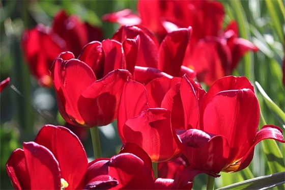 2026植树节经典宣传标语