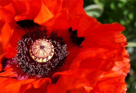 爱护鸟类环保标语162句