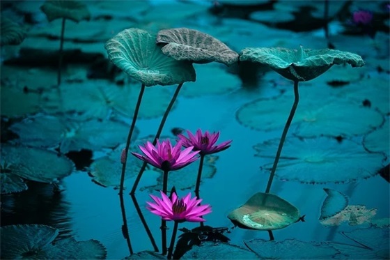 2026世界杯的口号文案