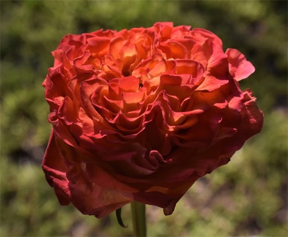 生态环保宣传标语118句