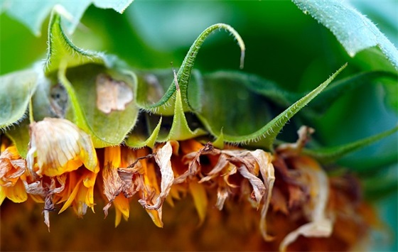 校园道路交通安全宣传标语