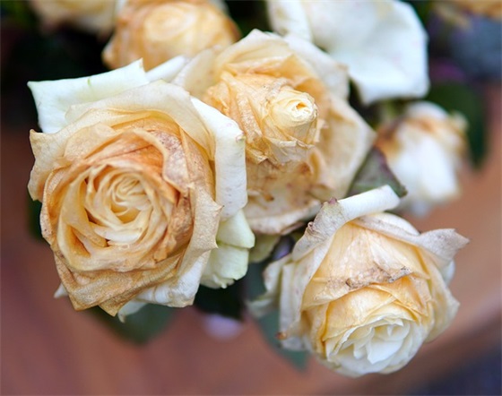 庆祝建团100周年的横幅标语 庆祝建团100周年