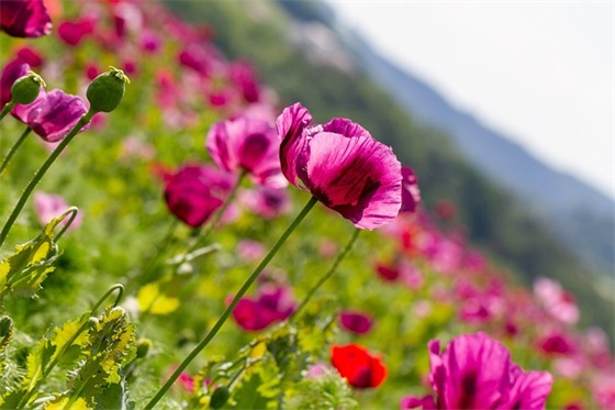 食品质量安全宣传标语105句
