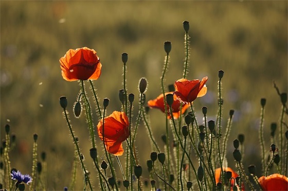 学校鼓励学生的标语100句