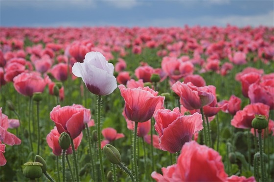 2026年经典部队吼口号