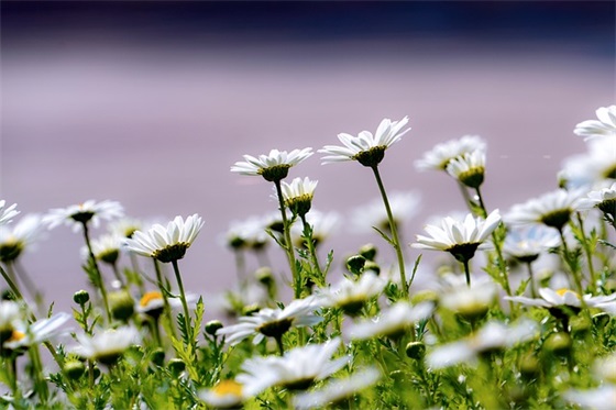预防溺水珍爱生命的宣传标语