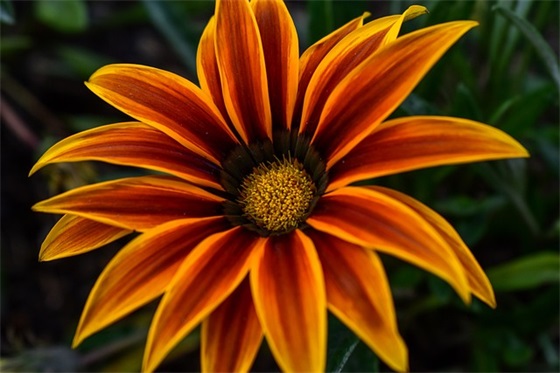 爱护动物的标语87句