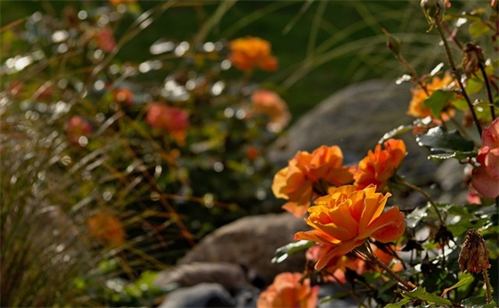 勤俭节约光盘行动标语口号2026