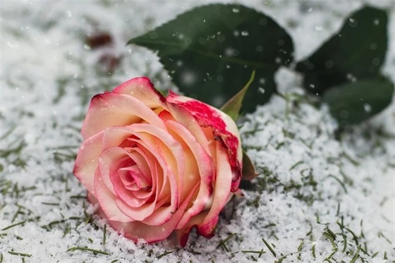 公司品质口号大全86句