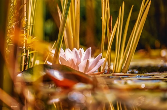 节约粮食杜绝浪费口号