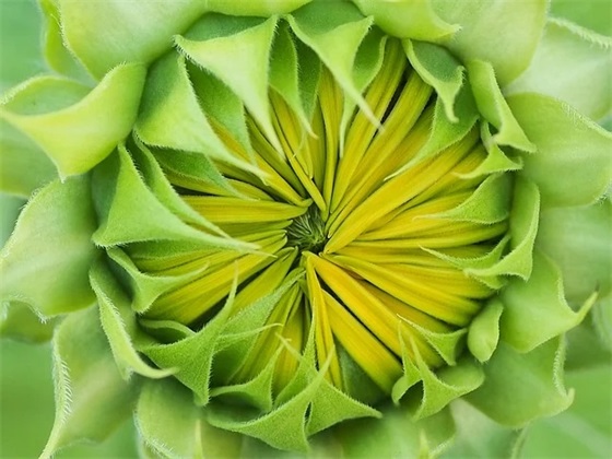 描写春节热闹的句子集锦