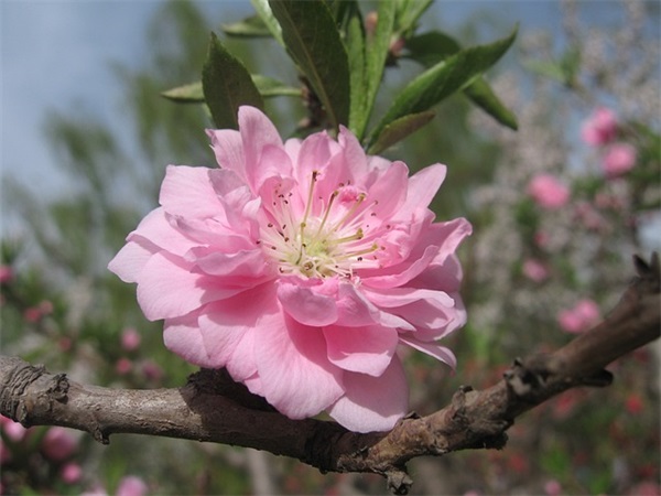 社团文化节开幕式讲话(精选3篇) 社团文化节开幕式讲话(精选3篇)